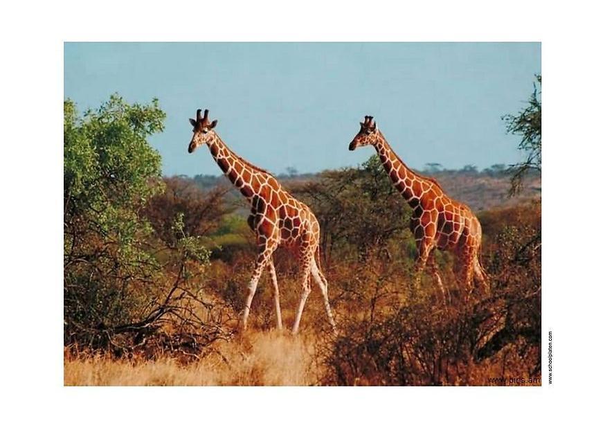 giraffa Foto giraffa