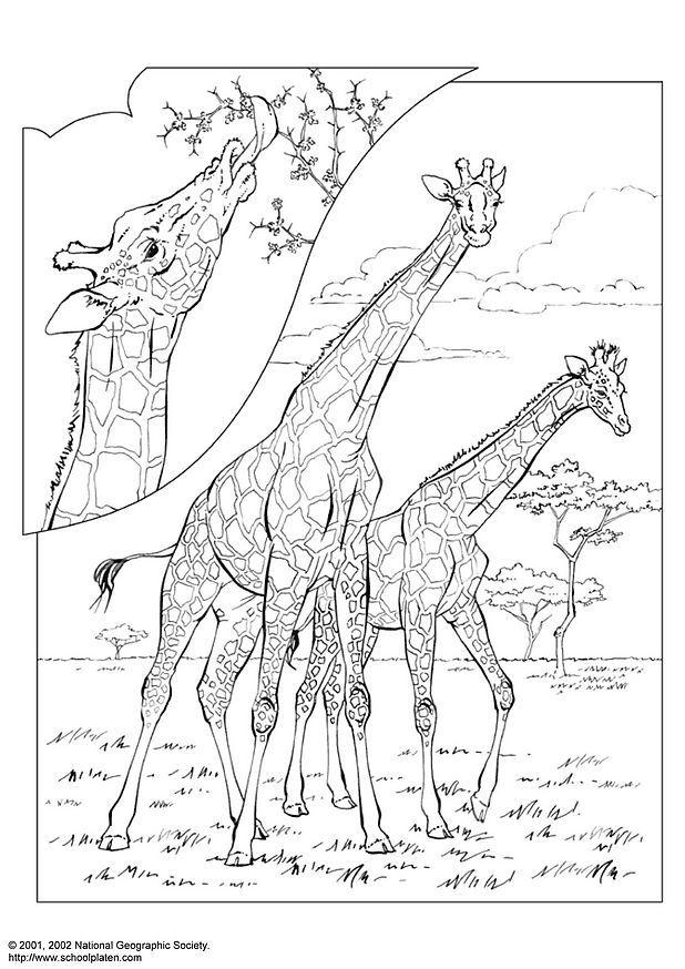 giraffa Disegno da colorare giraffa