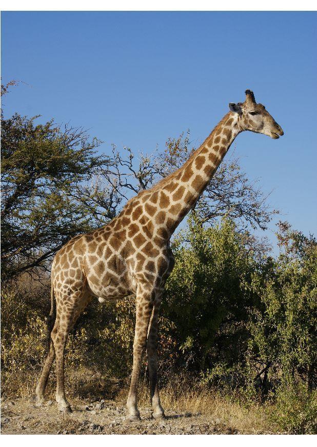 giraffa Foto giraffa