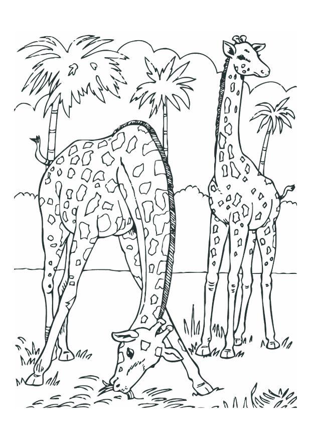 giraffe Disegno da colorare giraffe