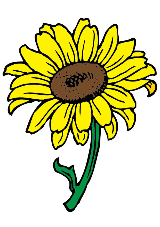 girasole immagine girasole