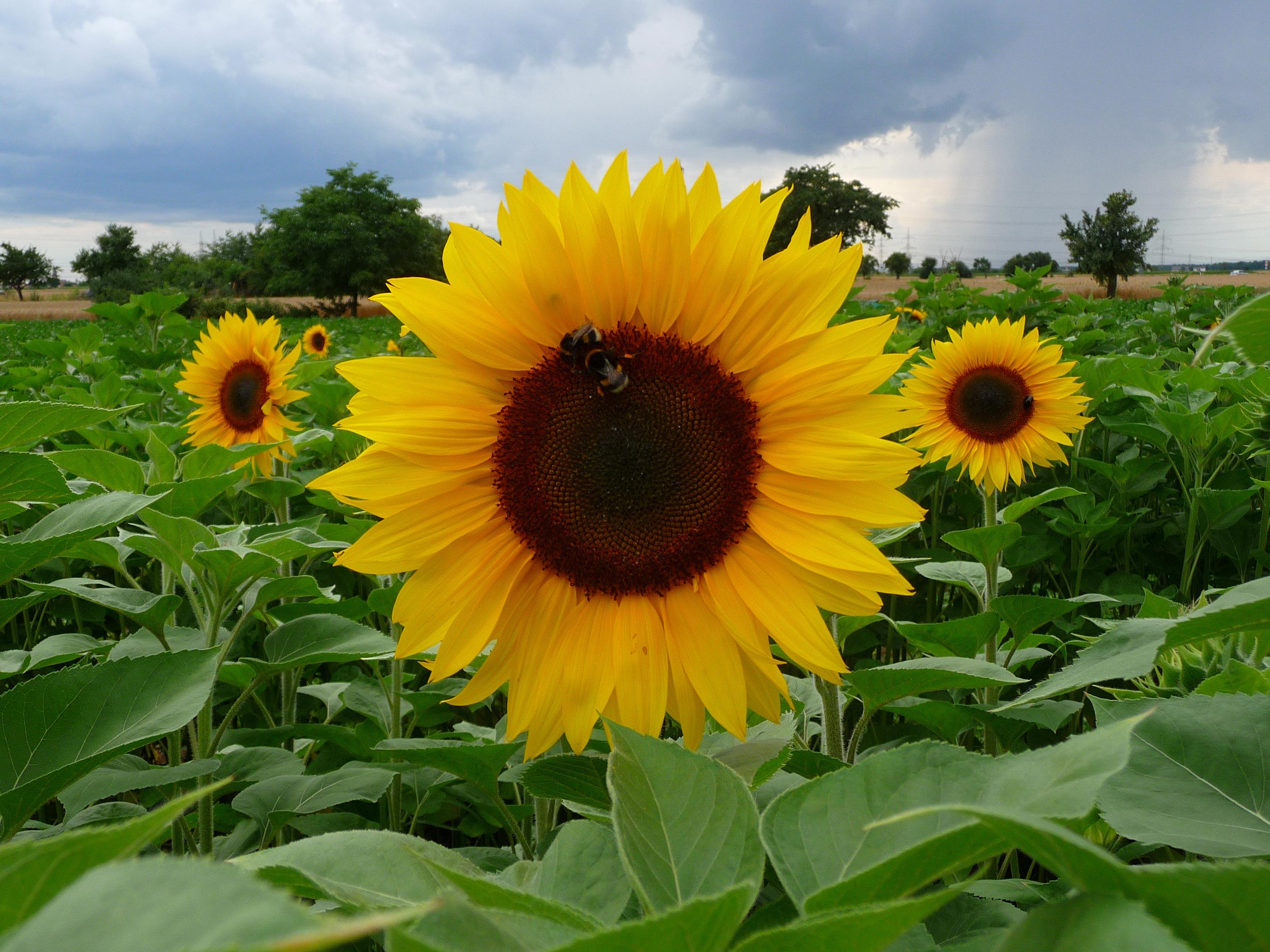 girasoli Foto girasoli