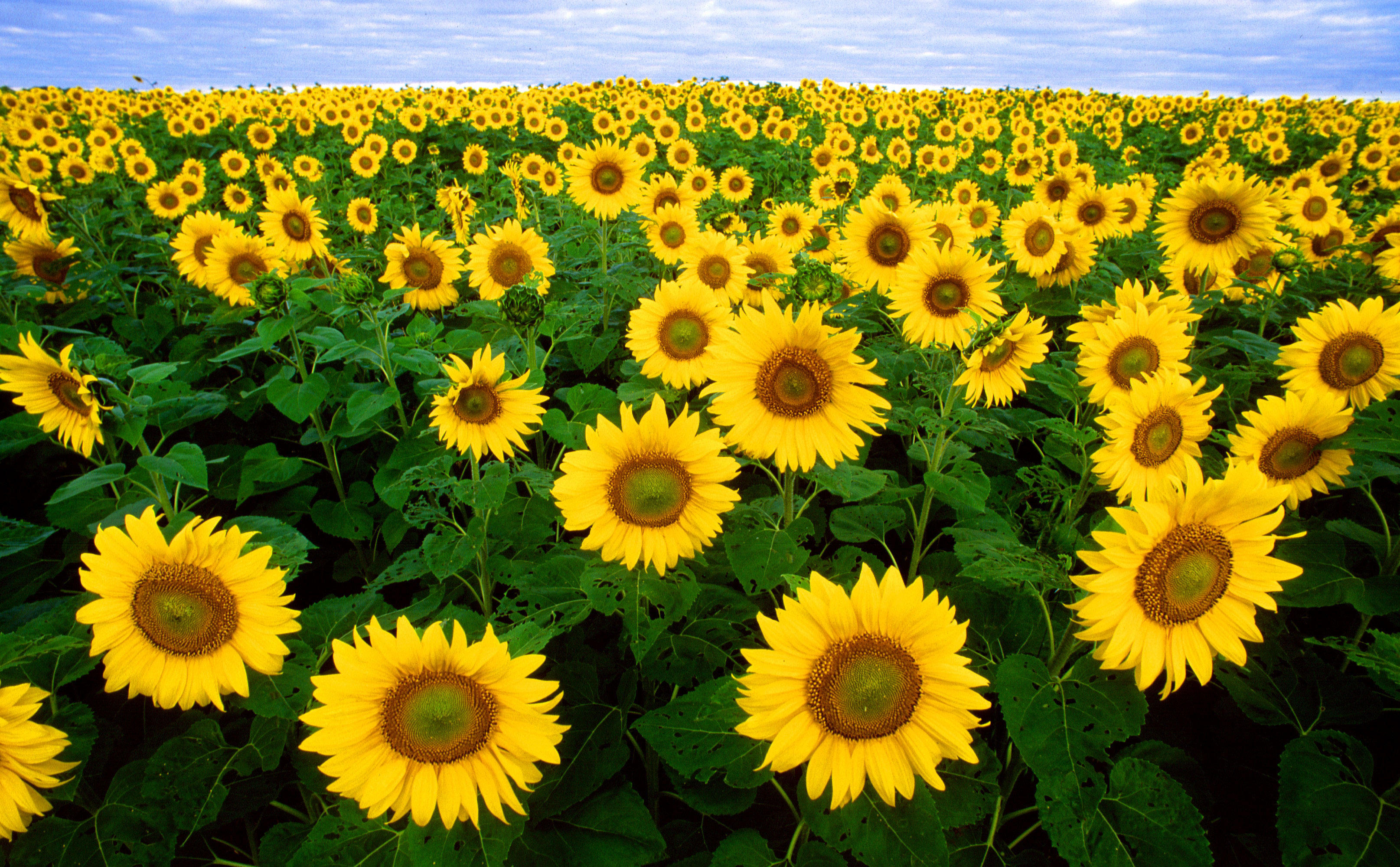 girasoli Foto girasoli