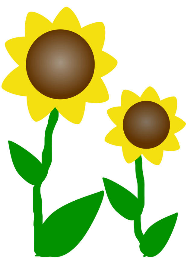 girasoli immagine girasoli