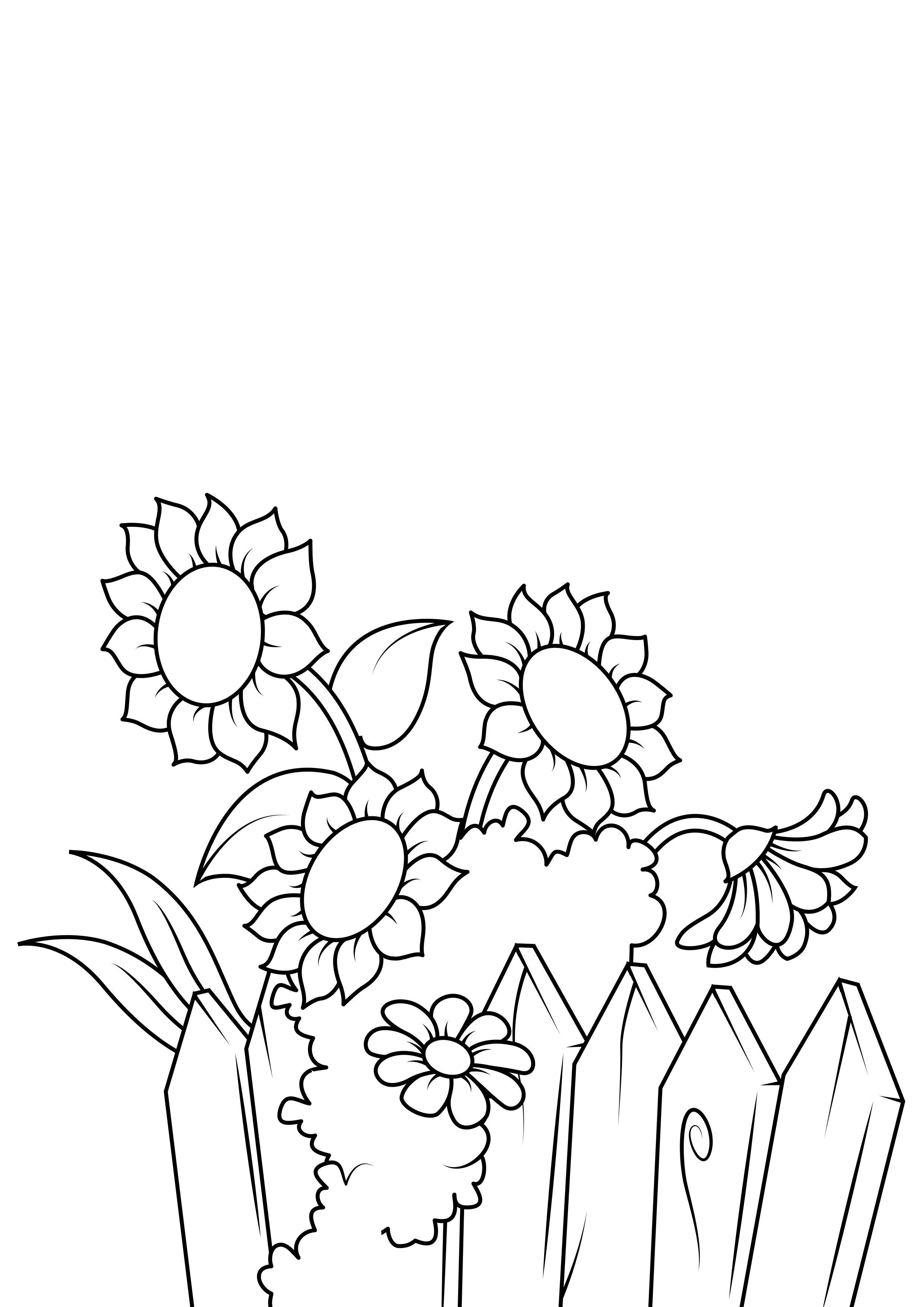 girasoli Disegno da colorare girasoli