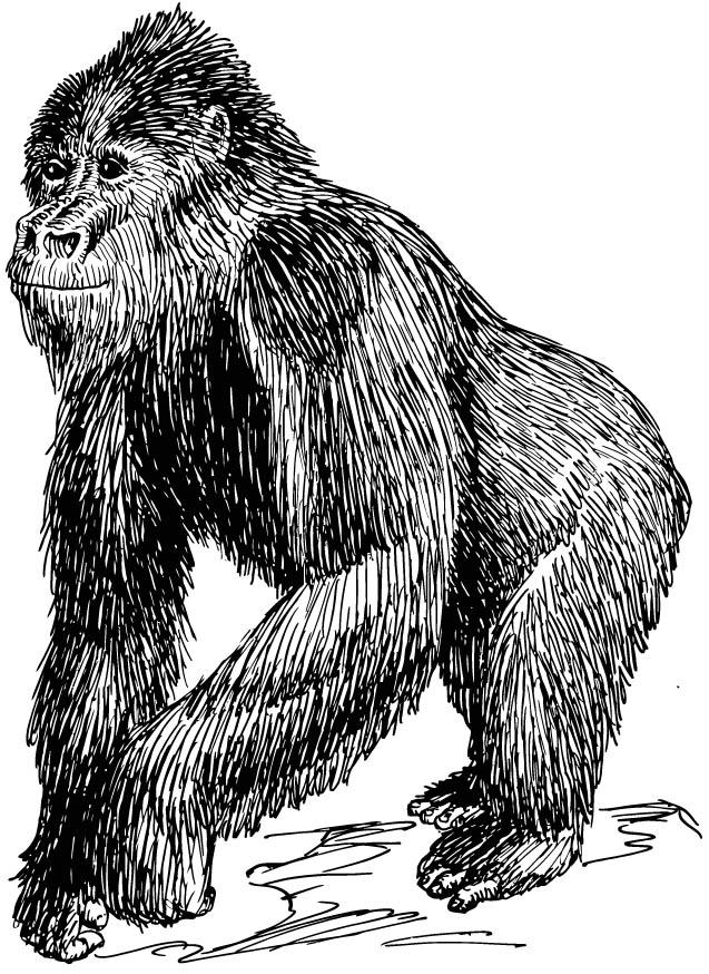 gorilla Disegno da colorare gorilla