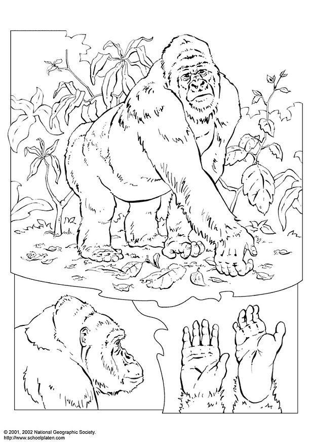 gorilla Disegno da colorare gorilla