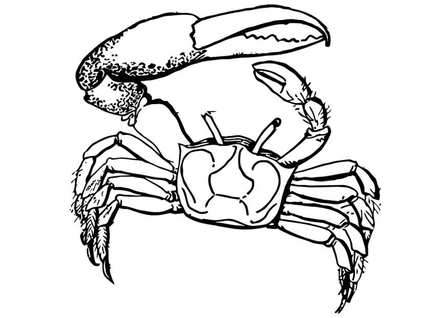 granchio Disegno da colorare granchio