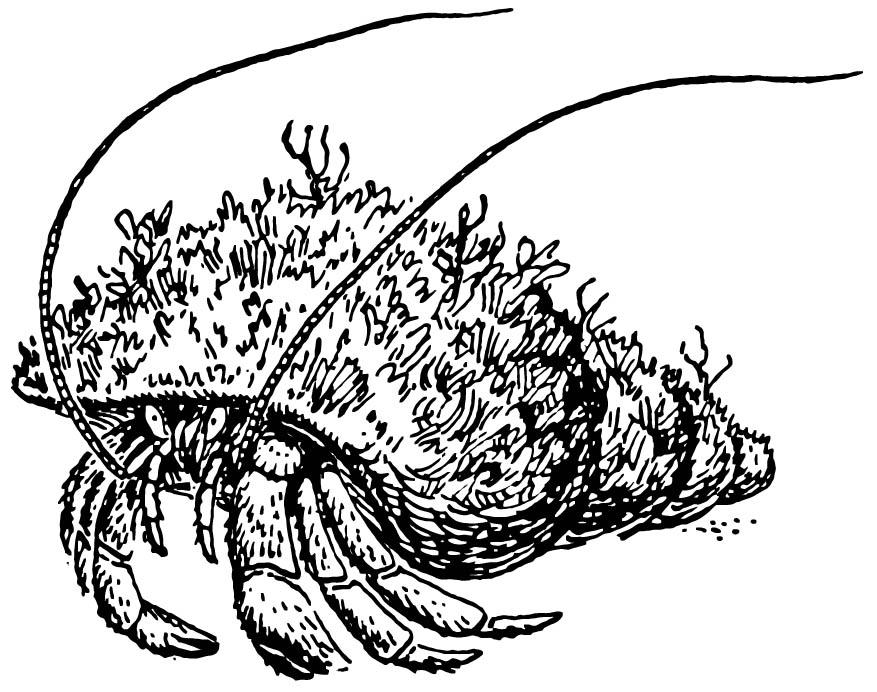 granchio eremita Disegno da colorare granchio eremita