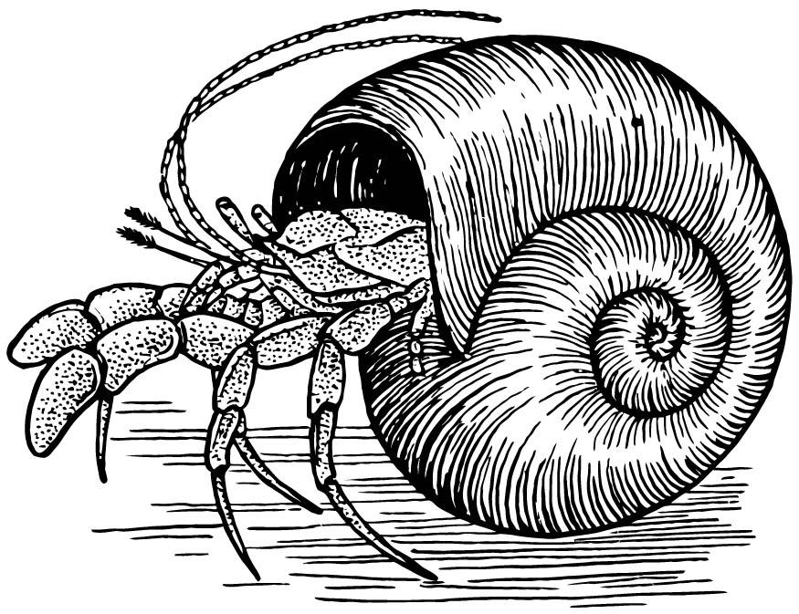 granchio eremita Disegno da colorare granchio eremita