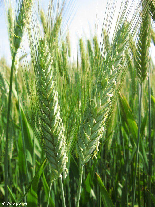 grano 2 Foto grano 2