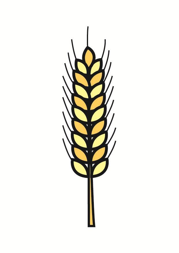 grano immagine grano