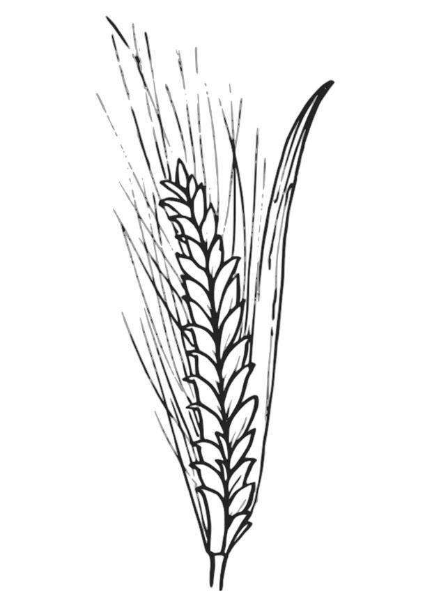 grano Disegno da colorare grano