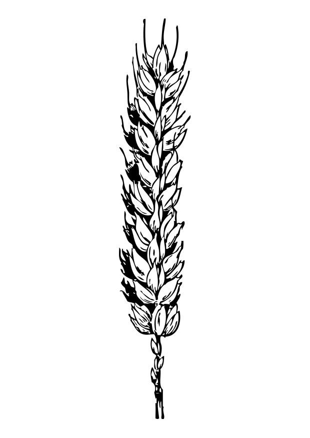grano Disegno da colorare grano