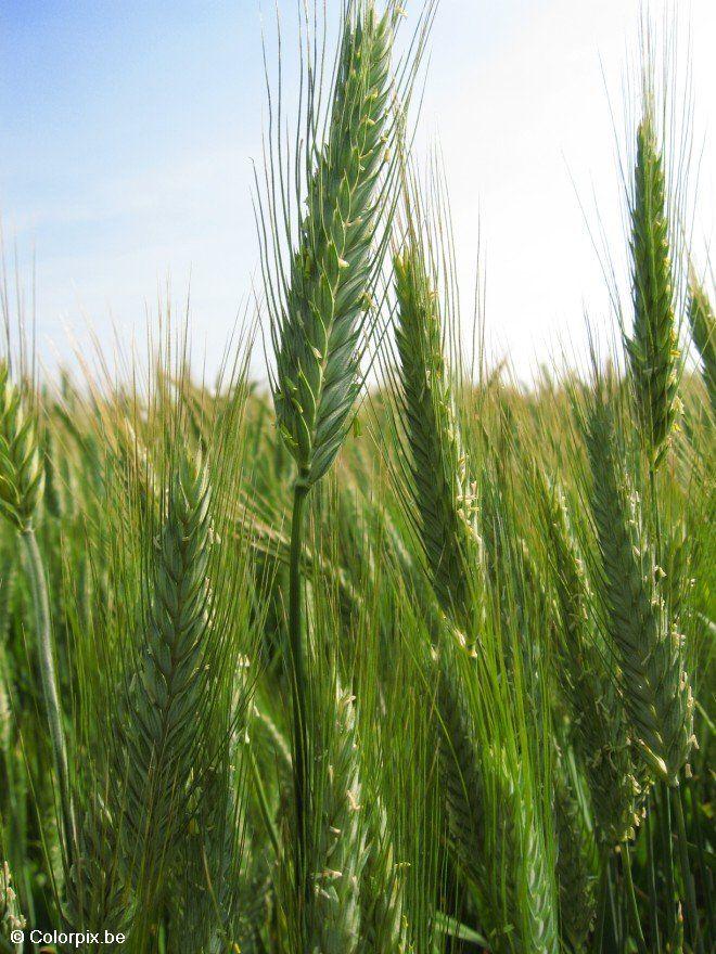 grano 3 Foto grano 3
