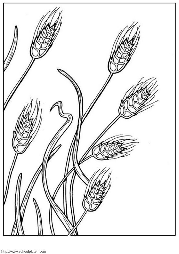 grano Disegno da colorare grano