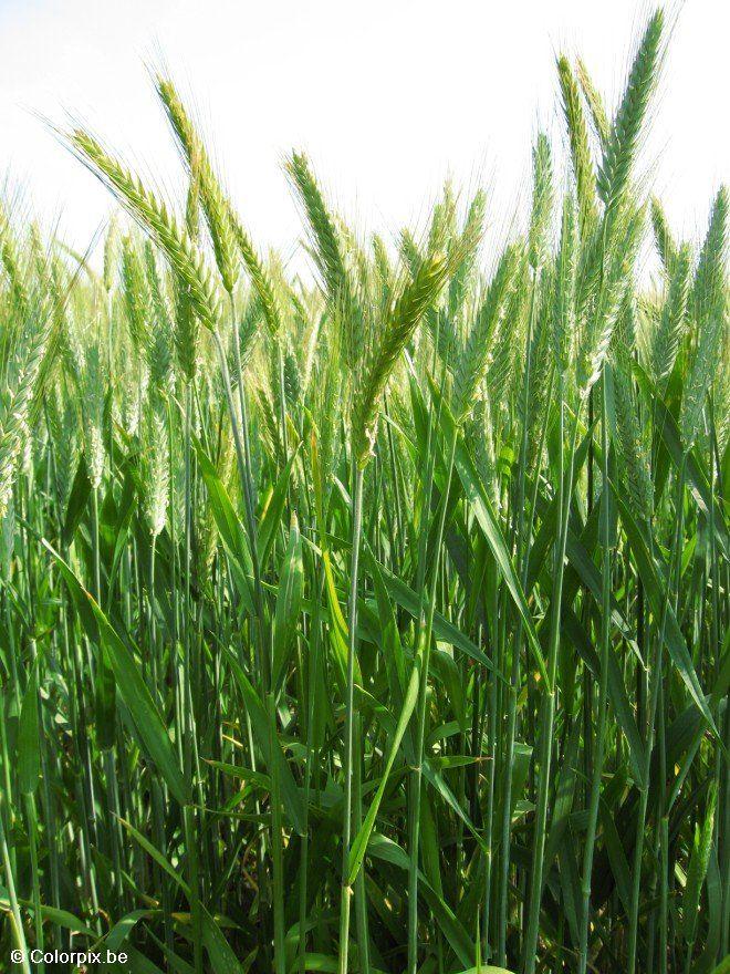 grano 4 Foto grano 4