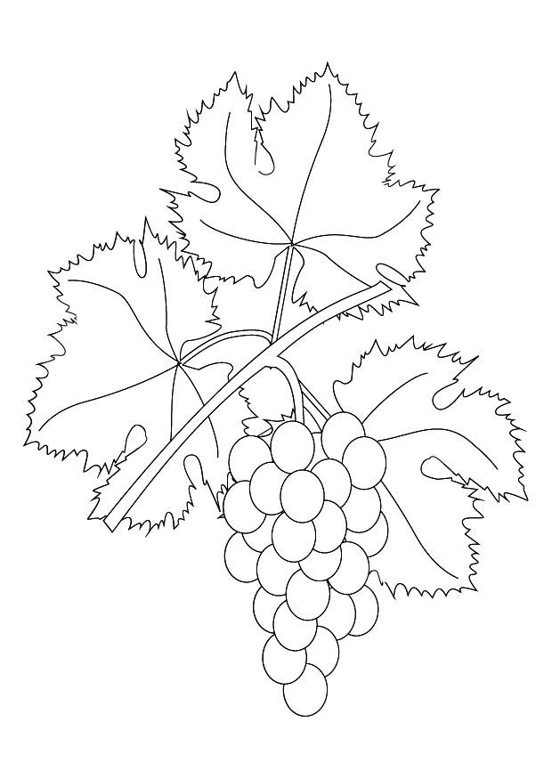 grappolo duva Disegno da colorare grappolo duva