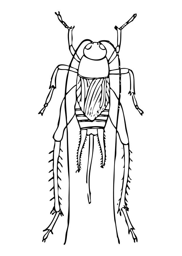 grillo Disegno da colorare grillo