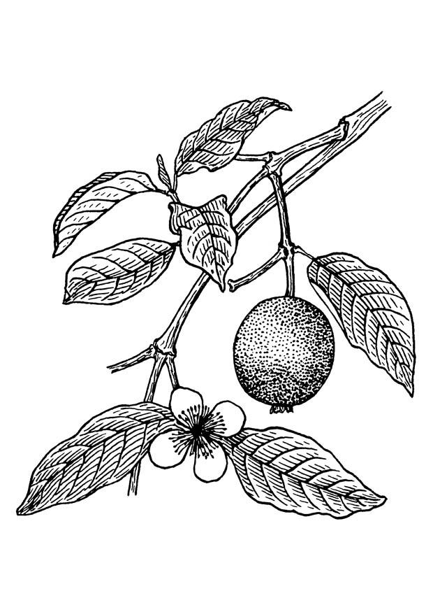 guava Disegno da colorare guava