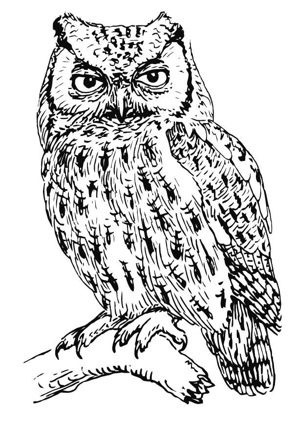 gufo Disegno da colorare gufo