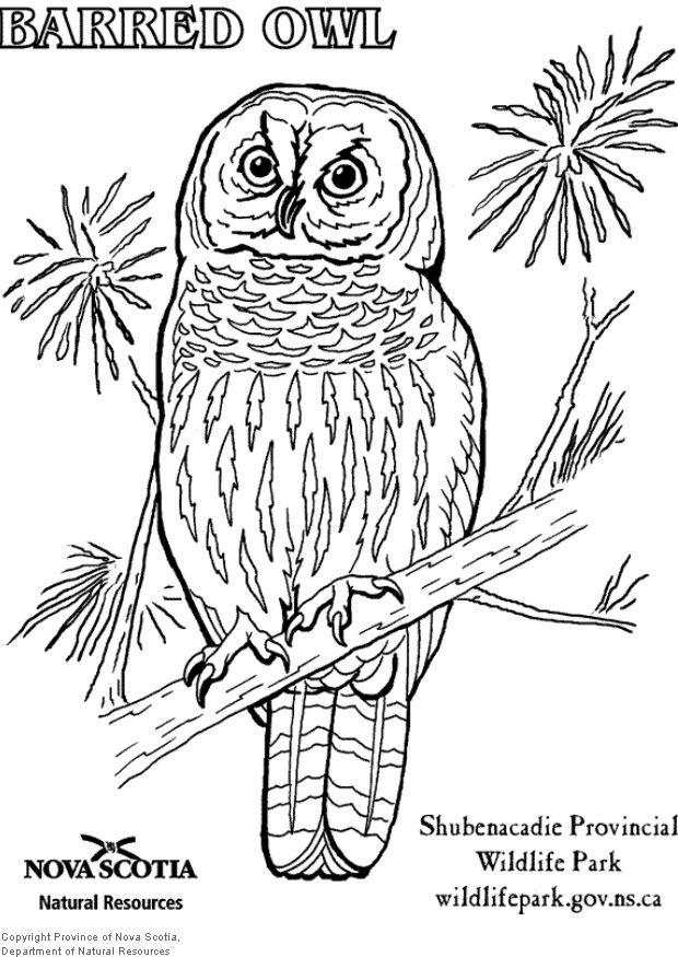gufo a strisce Disegno da colorare gufo a strisce