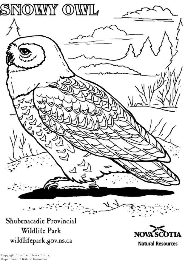 gufo bianco Disegno da colorare gufo bianco