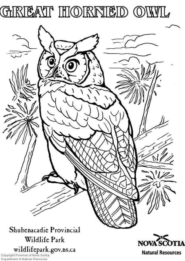 gufo reale americano Disegno da colorare gufo reale americano