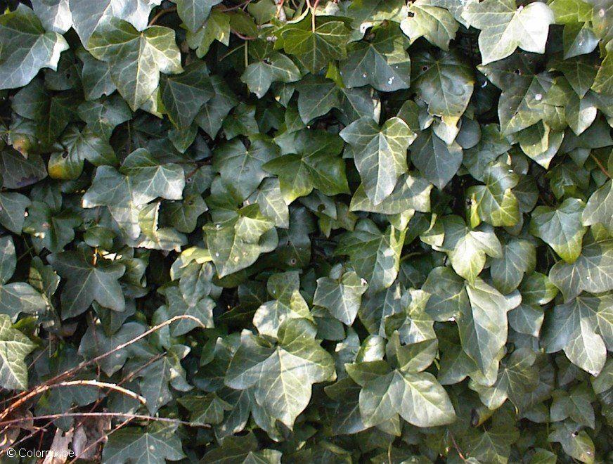 hedera Foto hedera
