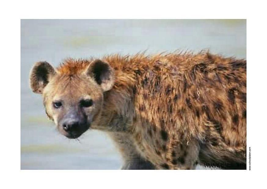 hyena Foto hyena