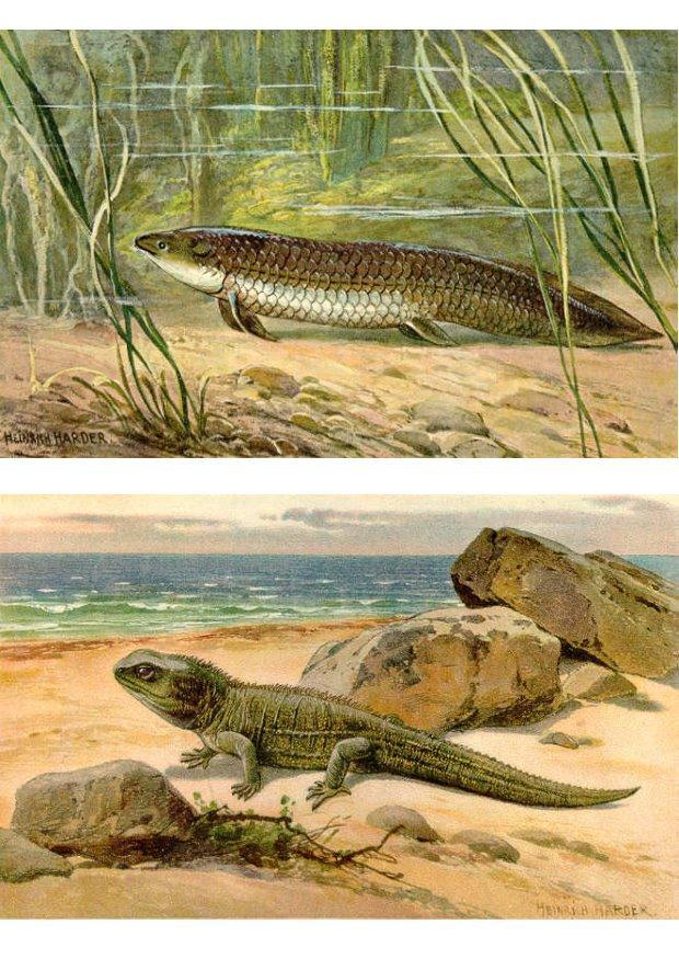 i primi animali raggiungono la terra immagine i primi animali raggiungono la terra