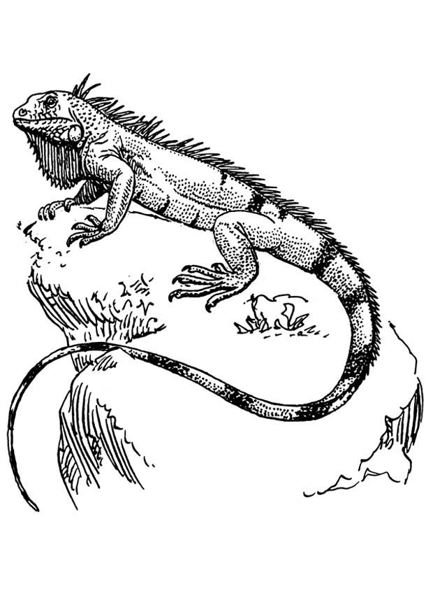 iguana Disegno da colorare iguana