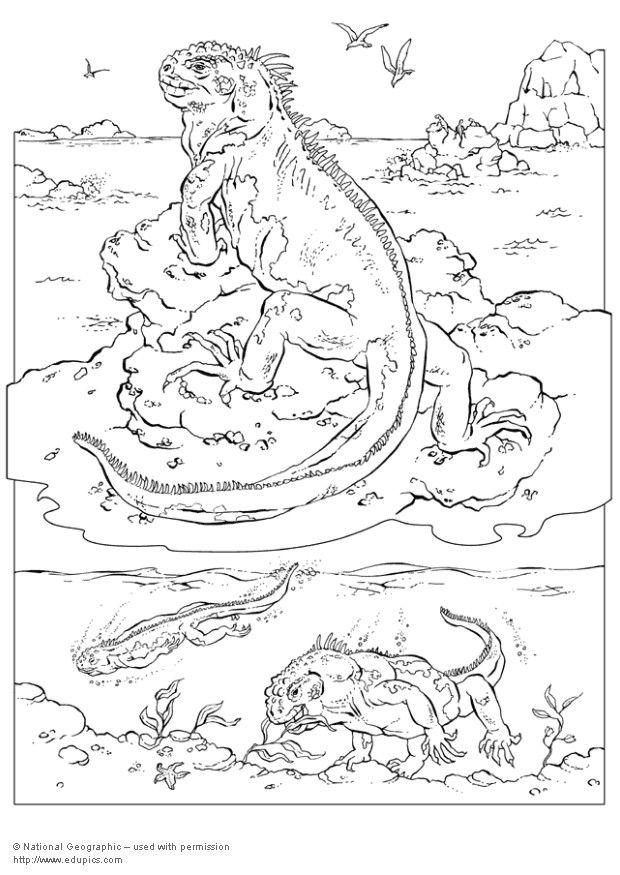 iguana Disegno da colorare iguana