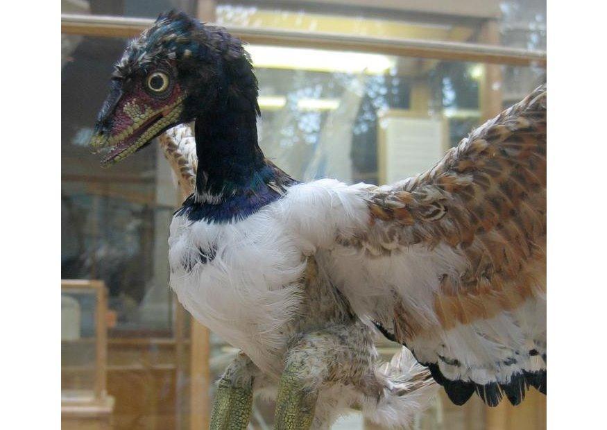 il primo uccello scoperto (archaeopteryx) Foto il primo uccello scoperto (archaeopteryx)