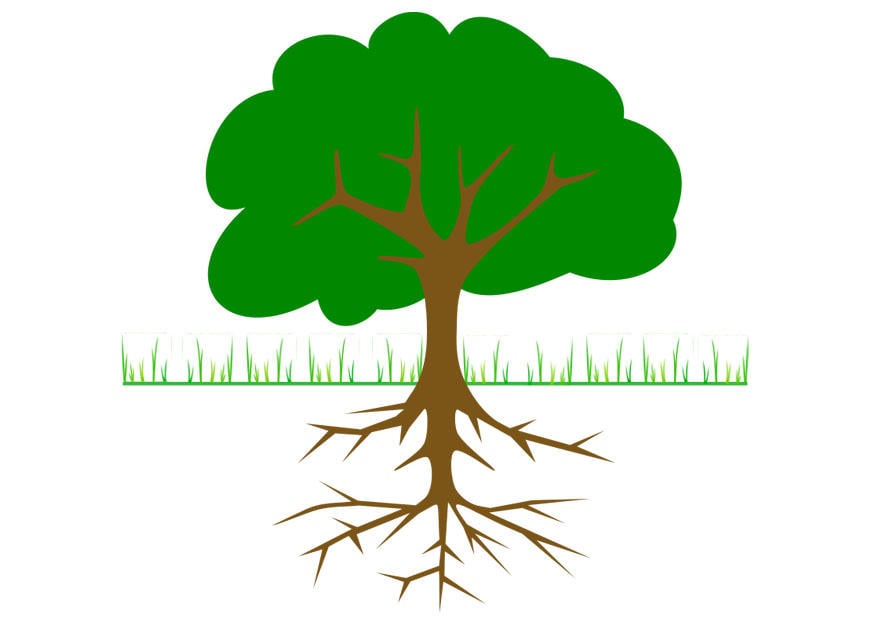 immagine albero con radici