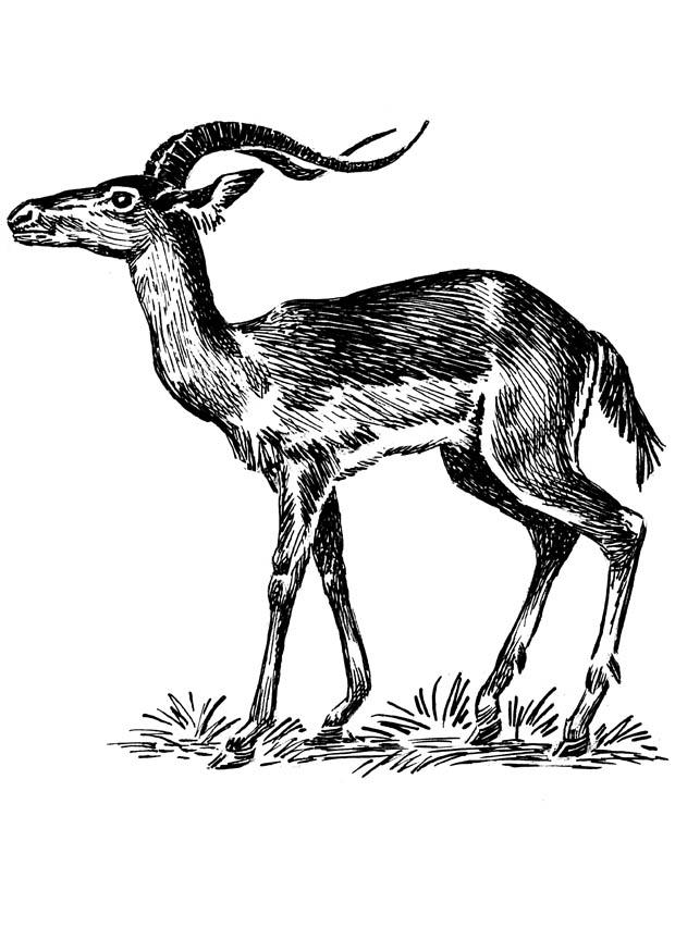 Disegno da colorare impala