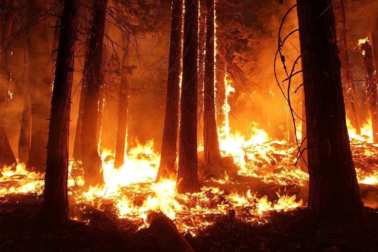 incendi boschivi Foto incendi boschivi
