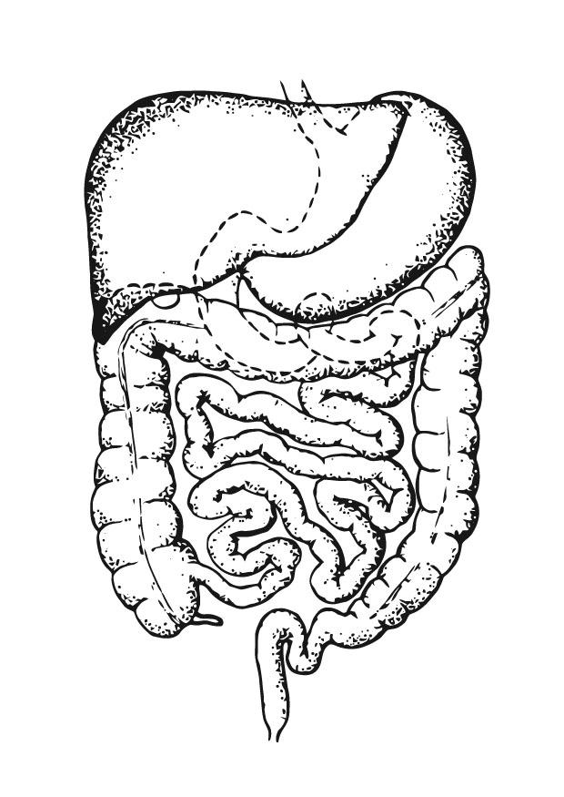 intestino Disegno da colorare intestino