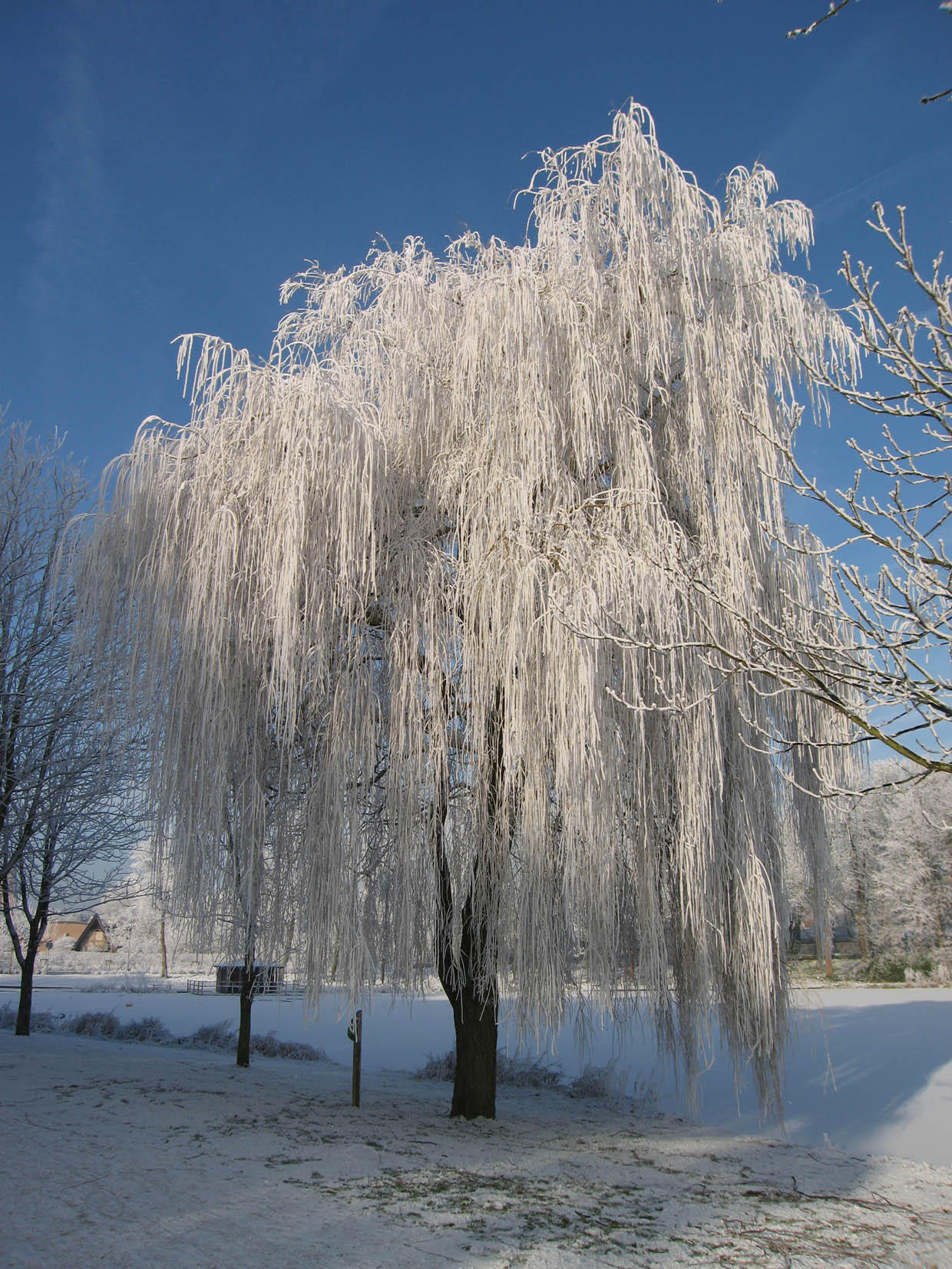 inverno Foto inverno