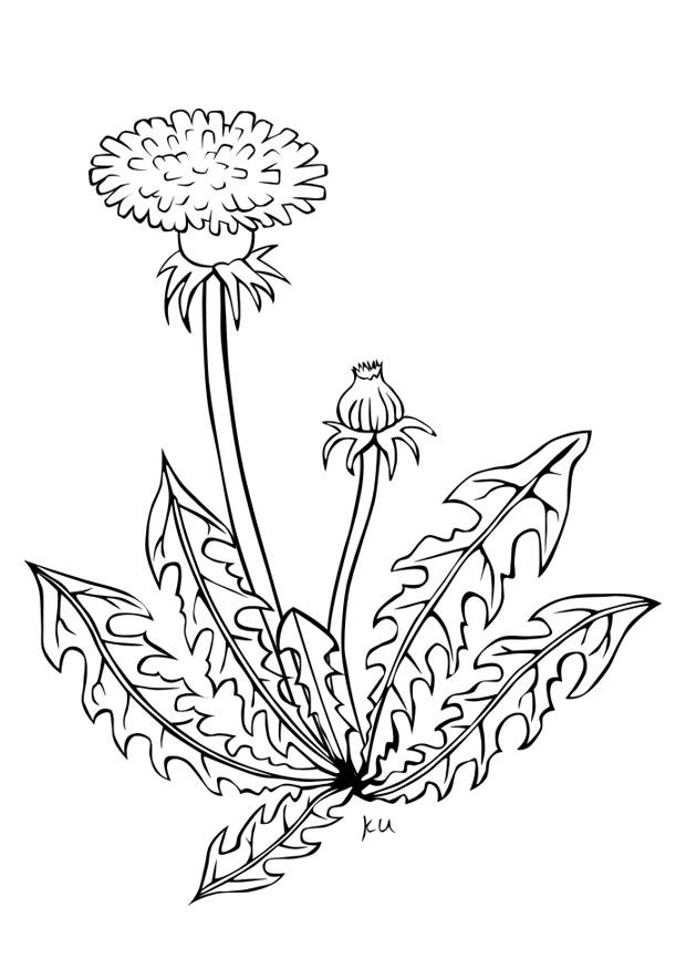 ippocastano Disegno da colorare ippocastano