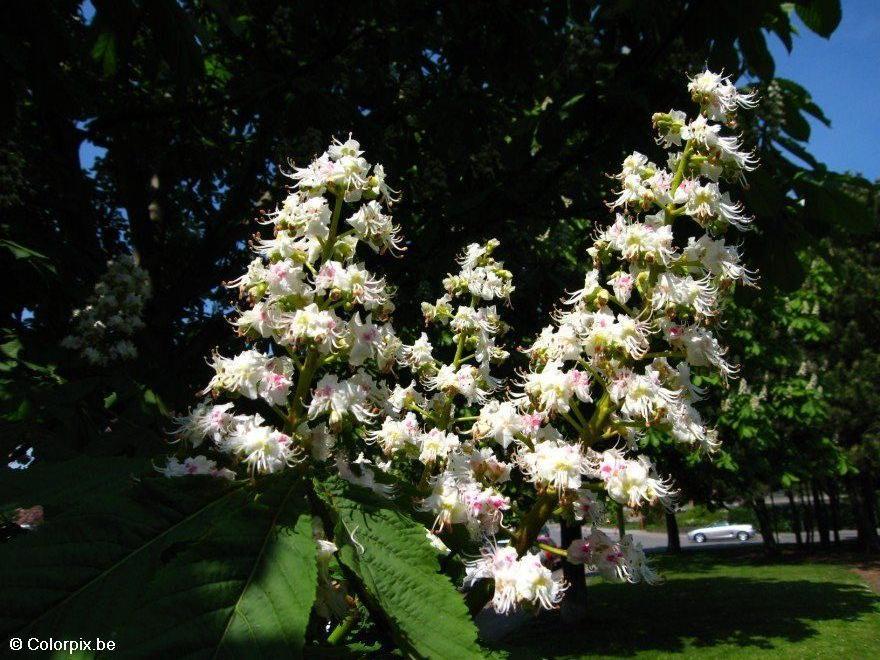 ippocastano in fiore 2 Foto ippocastano in fiore 2