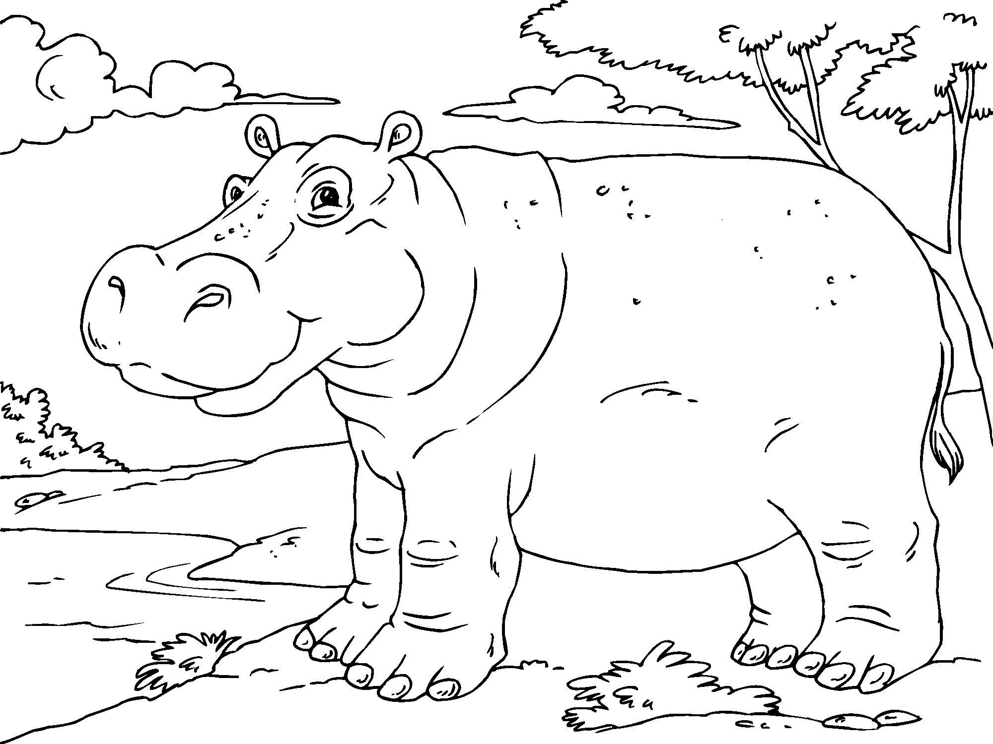 ippopotamo Disegno da colorare ippopotamo