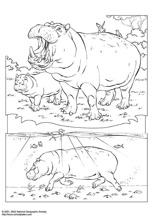 ippopotamo Disegno da colorare ippopotamo