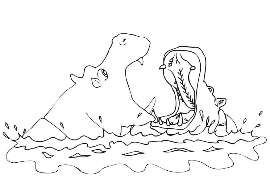 ippopotamo Disegno da colorare ippopotamo