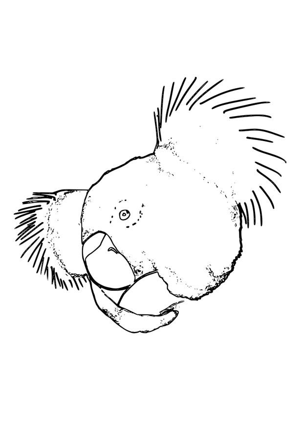 koala Disegno da colorare koala