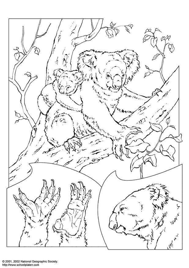 koala Disegno da colorare koala