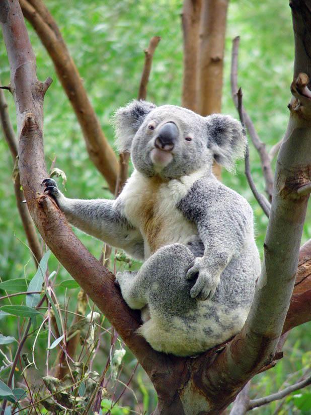 koala Foto koala