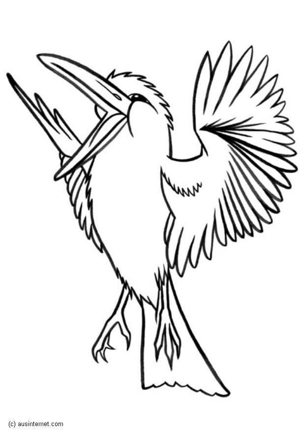 Disegno da colorare kookaburra