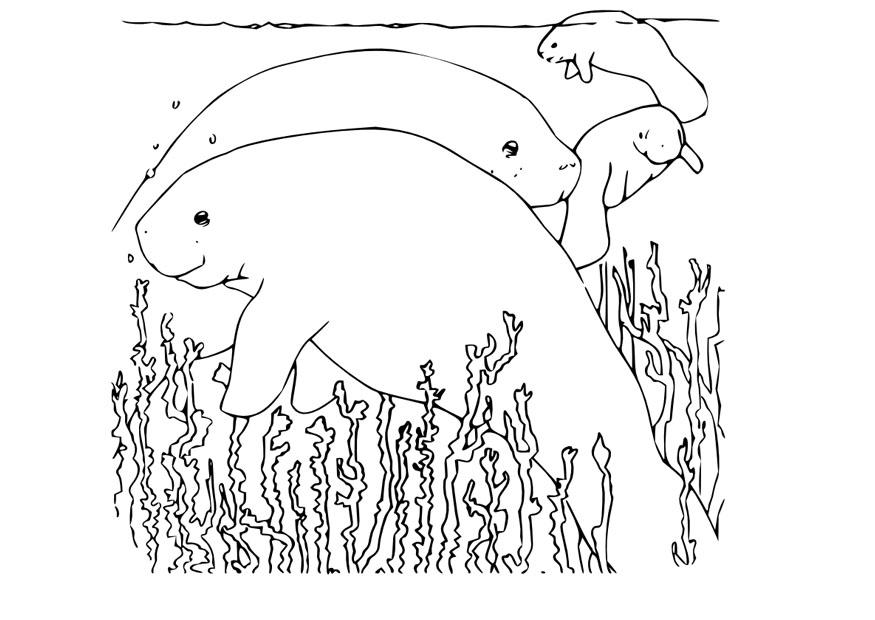 lamantino Disegno da colorare lamantino