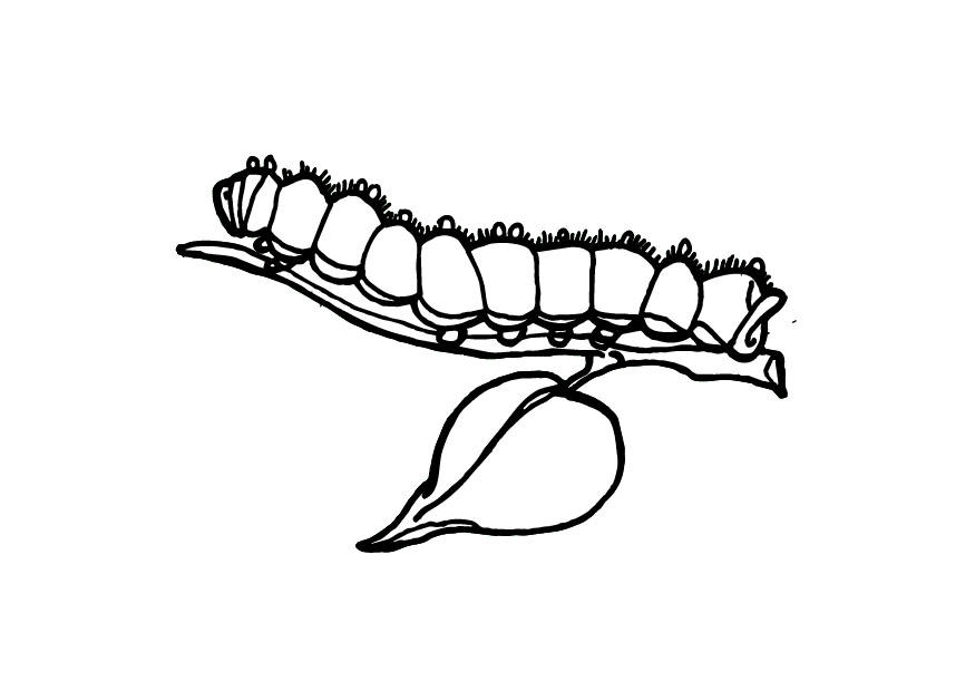 larva Disegno da colorare larva